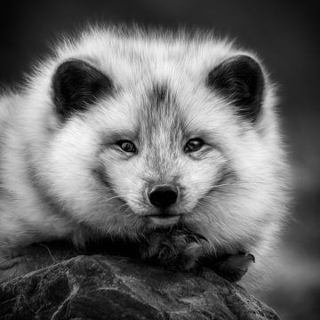 Black-and-white portrait of an Arctic fox by Chihong