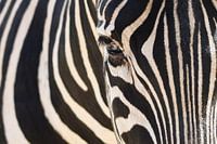 Eye of the Zebra