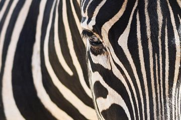 Eye of the Zebra by Eva Olie
