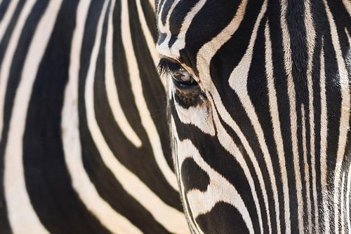 Das Auge des Zebras