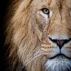 Lion sur noir sur Janine Bekker Photography