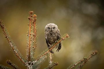 Eule in einem Tannenbaum Gemälde in Grüntönen - Landschaft von KB Design & Photography (Karen Brouwer)