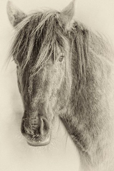 The Horse by Renald Bourque