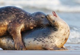 mating grey seals in the surf by Jeroen Stel