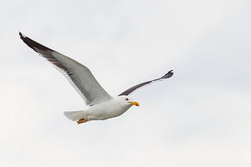 Fliegende Mantelmöwe | Tierfotografie von Marjolijn Maljaars