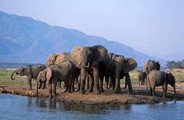 Olifanten in Afrika van Paul van Gaalen, natuurfotograaf