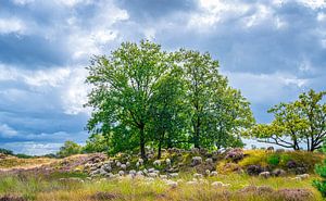 Schafherde in den Dünen von Loonse und Drunense, Nordbrabant