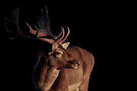 Damhirsch - Dama dama von Thomas Marx