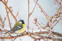 mesange onder de lentesneeuw