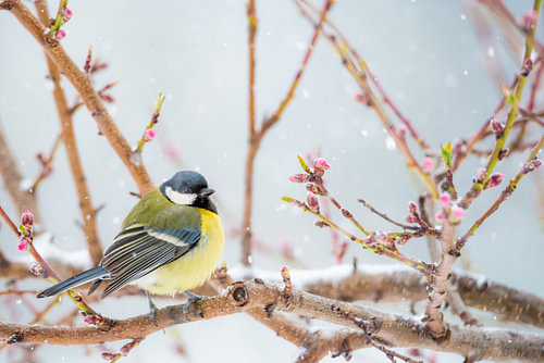 mesange under the spring snow