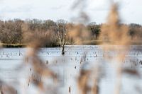 De betovering van het verdronken bos