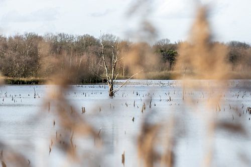 L'enchantement de la forêt noyée