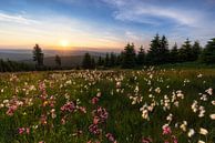 Sommer im Erzgebirge von Daniela Beyer Miniaturansicht