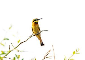 Little Bee Eater in seinem Zuhause von Anne Böhle