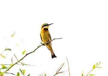 Little Bee Eater dans sa maison sur Anne Böhle