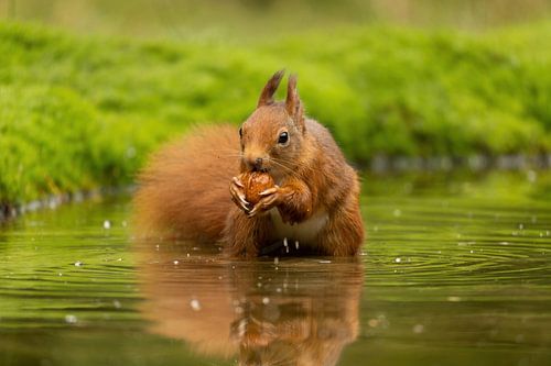 eekhoorn met noot