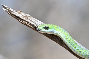 Green Boomslang on a tree by Robert Styppa