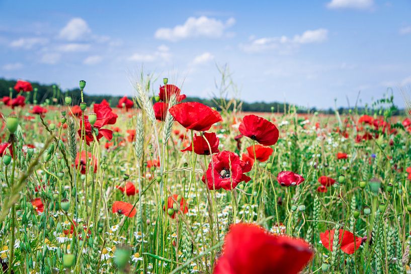 Field with poppies by Sylvia Schuur