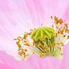 Close-up van een roze papaverbloem van Mustafa Kurnaz