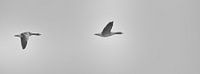 Flying greylag geese (black-and-white photo, panorama)