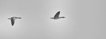 Vliegende grauwe ganzen (zwart-witfoto, panorama)