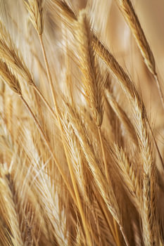 Ripe grain ears