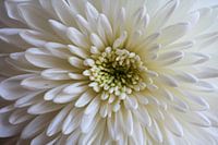 Dahlia