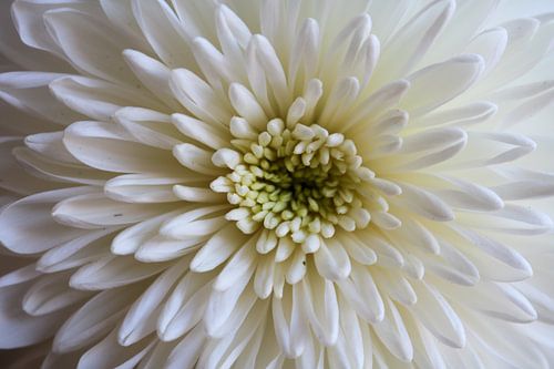 Dahlia