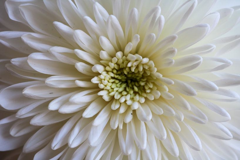 Dahlia by Marloes ten Brinke