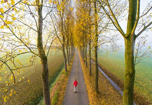 Wandelaar in laan in herfsttooi