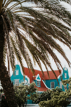 Palme im Zentrum von Willemstad | Curacao, Antillen