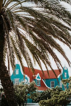 Palmboom in het centrum van Willemstad | Curaçao, Antillen van Trix Leeflang