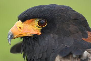 Bateleur (Terathopius ecaudatus) van Ronald Pol