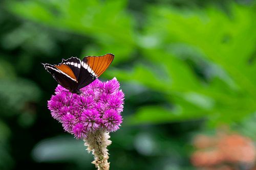 Butterfly on a purple flower