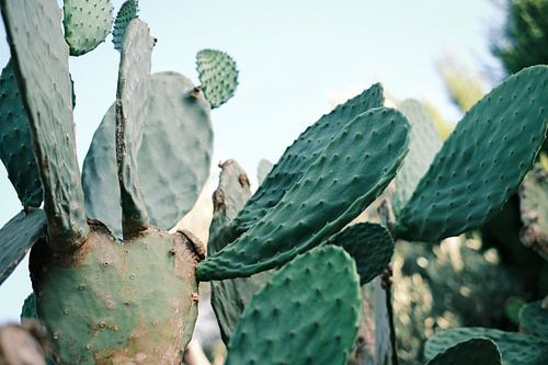 Cactus landschap in Ibiza | Natuurfotografie