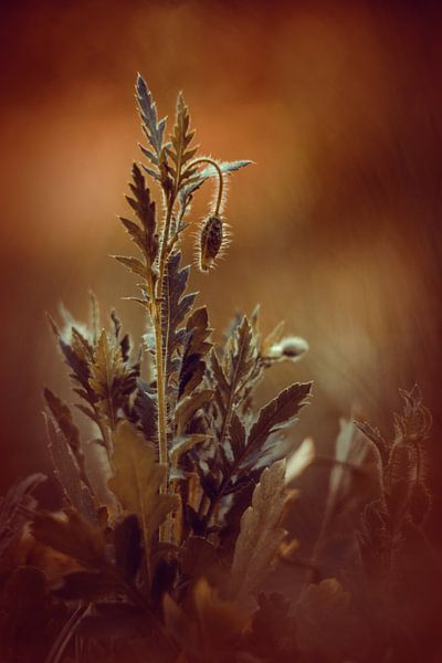 Poppy by Tanja Tarras