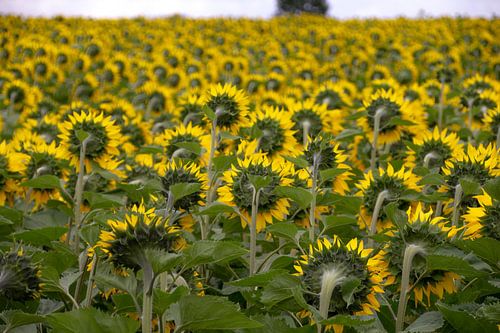 Tournesols en France