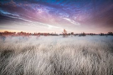 Eingefrorene Felder von Jeroen Mikkers