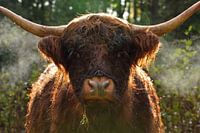 A Scottish highland cattle