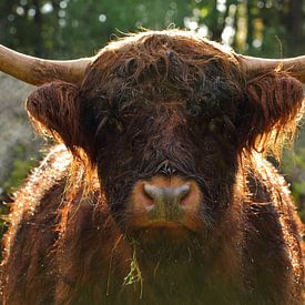 A Scottish highland cattle