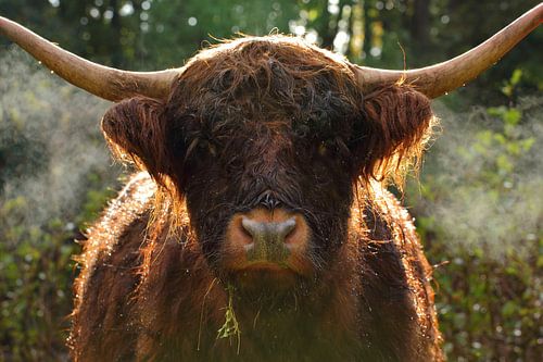 Un Highlander écossais