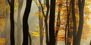 Sunlight in the autumn woods
