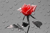 Rosen Tropfen  rot ck