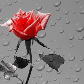 Roses drop red ck by Barbara Fraatz