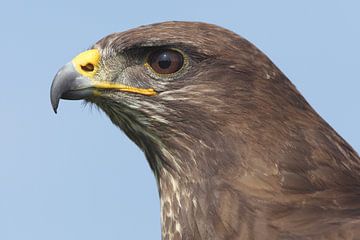 Mäusebussard (Buteo buteo) von Ronald Pol