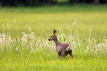 Reh (Capreolus capreolus) von Dirk Rüter