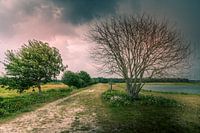 Trees just before a huge rain shower