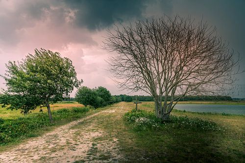 Bäume kurz vor einem großen Regenschauer