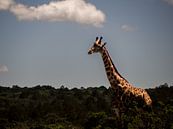 Giraffe in de zon van Marry Fermont thumbnail