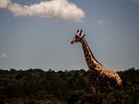 Giraffe in de zon